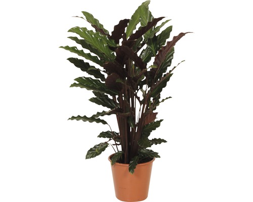 Planta care se roagă FloraSelf Calathea ornata 'Wavestar' H 80-90 cm ghiveci Ø 19 cm