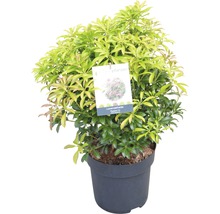 Planta de heather de lavandă în ghiveci