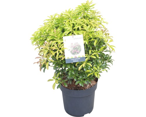 Planta de heather de lavandă în ghiveci