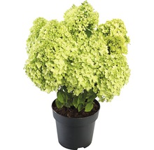 Hortensie paniculată în ghiveci