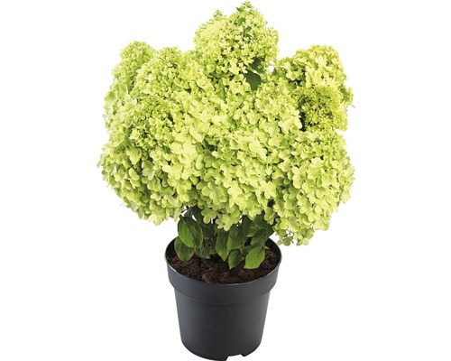 Hortensie paniculată în ghiveci