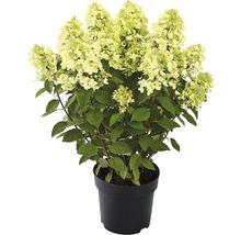 Hortensie paniculată în ghiveci