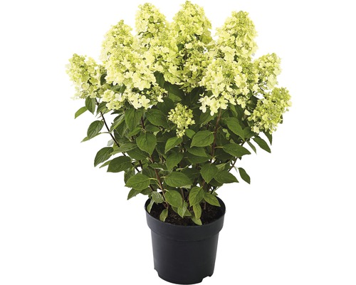 Hortensie paniculată în ghiveci