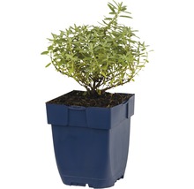 Plantă de tarhon în ghiveci