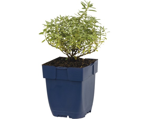 Plantă de tarhon în ghiveci