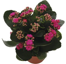 Kalanchoe FloraSelf Kalanchoe Calandiva H 20-25 cm ghiveci Ø 12 cm