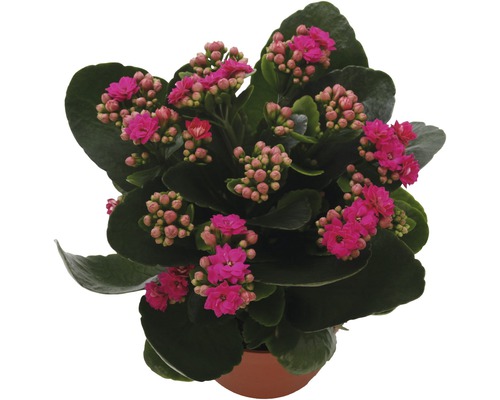 Kalanchoe FloraSelf Kalanchoe Calandiva H 20-25 cm ghiveci Ø 12 cm