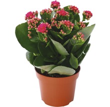 Kalanchoe FloraSelf Kalanchoe Calandiva H 20-25 cm ghiveci Ø 12 cm