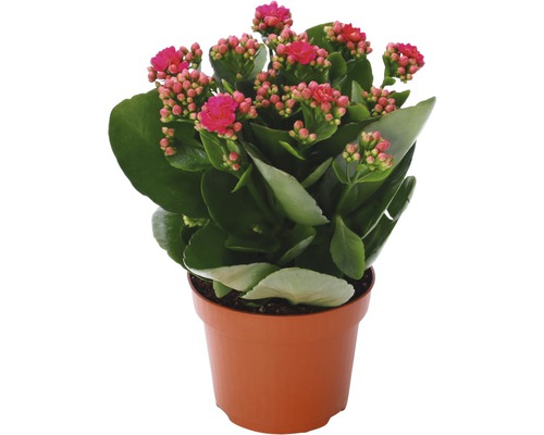 Kalanchoe la ghiveci