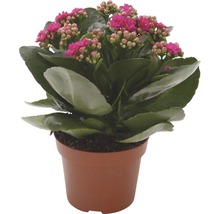 Plantă Kalanchoe în ghiveci