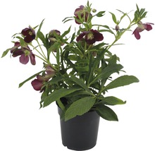 Spânz în ghiveci negru