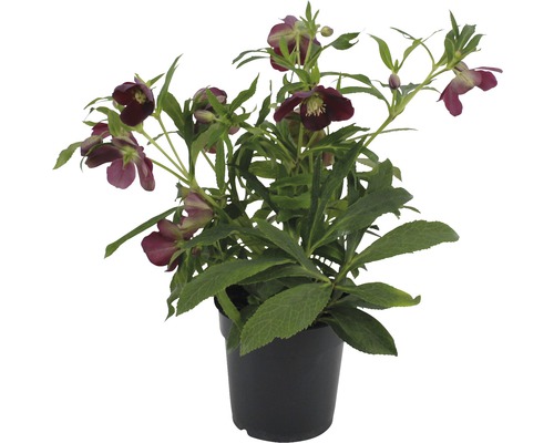 Spânz în ghiveci negru