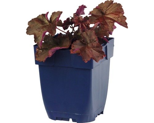 Planta Heuchera într-un ghiveci