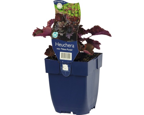 Clopoțel purpuriu FloraSelf Heuchera micrantha 'Palace Purple' H 5-40 cm Co 0,5 L, 6 buc.