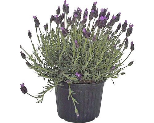 Lavandula Stoechas/ Lavandă franțuzească, H 15-20 cm, ghiveci Ø 12 cm