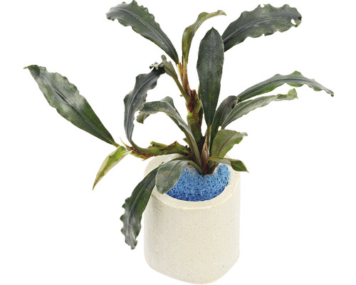 Plantă acvariu Bucephalandra Lagoon Easy 8 | HORNBACH