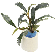 Bucephalandra pe inel ceramic, o plantă acvatică pentru acvarii