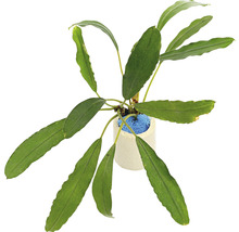 Plantă de acvariu în ghiveci