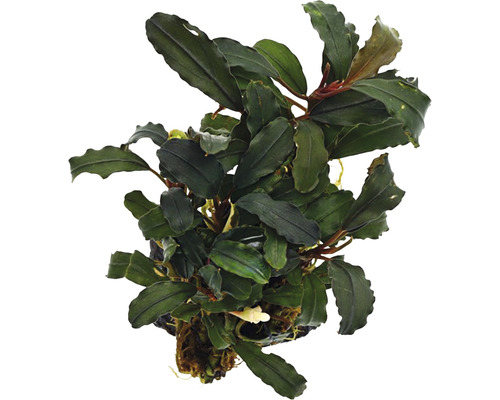 Plantă acvariu Bucephalandra Alamanda v3 dark Easy 8 | HORNBACH