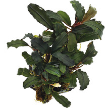 Bucephalandra plantă de interior cu frunze verzi