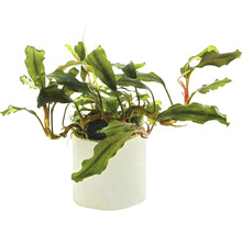 Plantă de acvariu Bucephalandra în ghiveci