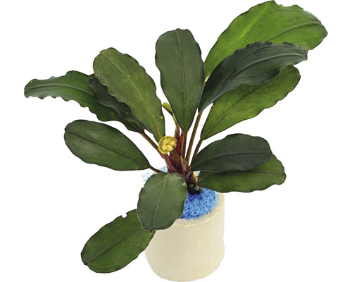 monamona【 HW便】Bucephalandraセット Plantă acvariu Bucephalandra Aragon Easy 8 | HORNBACH