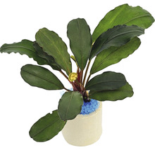 Plantă acvariu Bucephalandra Aragon Easy 8