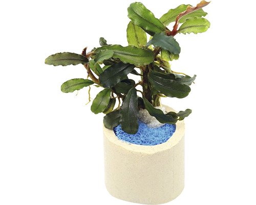 Plantă acvariu Bucephalandra sp. lo green Easy 8 | HORNBACH