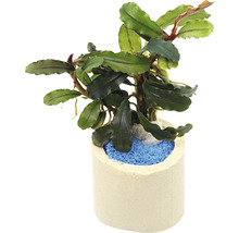 Plantă artificială de acvariu în ghiveci pentru decorare
