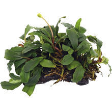 Plantă epifită Bucephalandra pe rădăcină