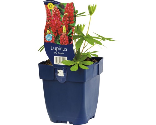Cafelute FloraSelf Lupinus -Cultivars 'My Castle' H 5-100 cm Co 0,5 L
