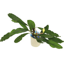 Plantă de acvariu într-un ghiveci
