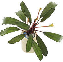 Bucephalandra potir de apă în ghiveci