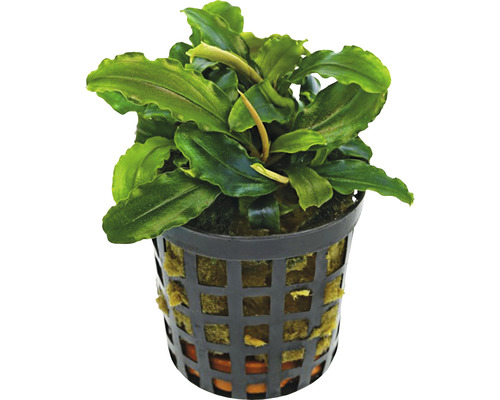 Plantă acvariu Bucephalandra Theia green Easy 8 | HORNBACH