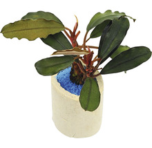 Bucephalandra în ghiveci
