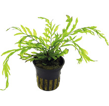 Plantă de acvariu în ghiveci
