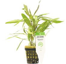 Plantă de acvariu Hygrophila într-un ghiveci cu grilă