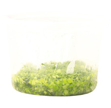 Plante de acvariu în ambalaj transparent