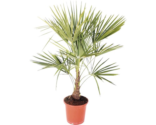 Palmier FloraSelf Trachycarpus fortunei H 60-80 cm ghiveci Ø 25 cm