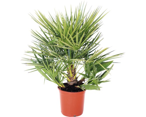 Palmier pitic FloraSelf Chamaerops humilis Co 7,5 L