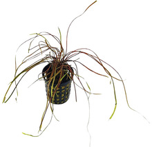 Plantă de acvariu într-un ghiveci negru cu grilă