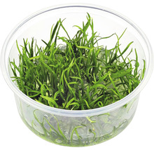 Plantă de acvariu în ambalaj transparent din plastic