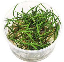 Plantă de acvariu într-un recipient transparent