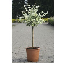 Arbust de fus fus cultivat în ghiveci