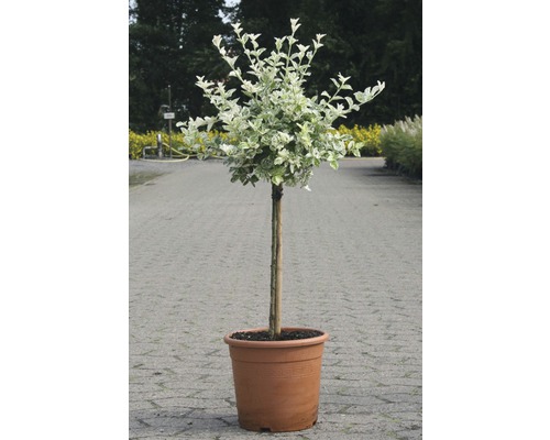 Arbust de fus fus cultivat în ghiveci