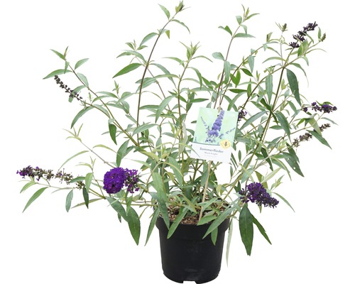 Arbore de fluturi în ghiveci cu flori mov și frunze verzi