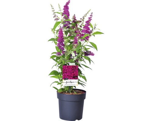 Arbust de fluturi în ghiveci