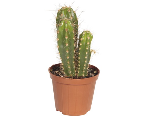 Cactus într-un ghiveci
