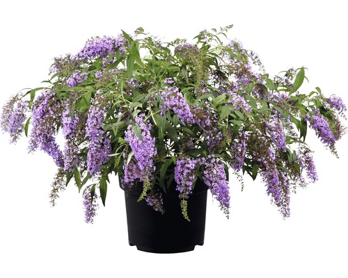 Arbust de fluturi într-un ghiveci