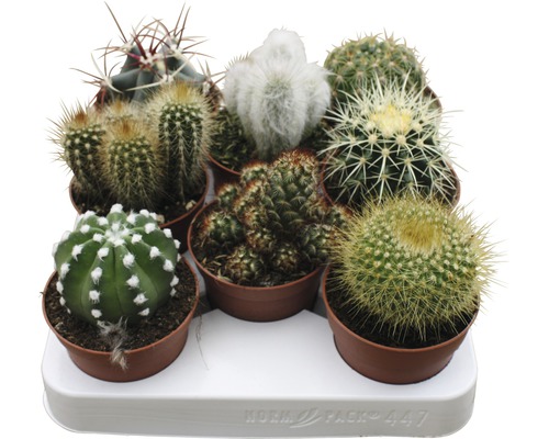 FloraSelf Cactus mix H 15-20 cm ghiveci Ø 8,5 cm